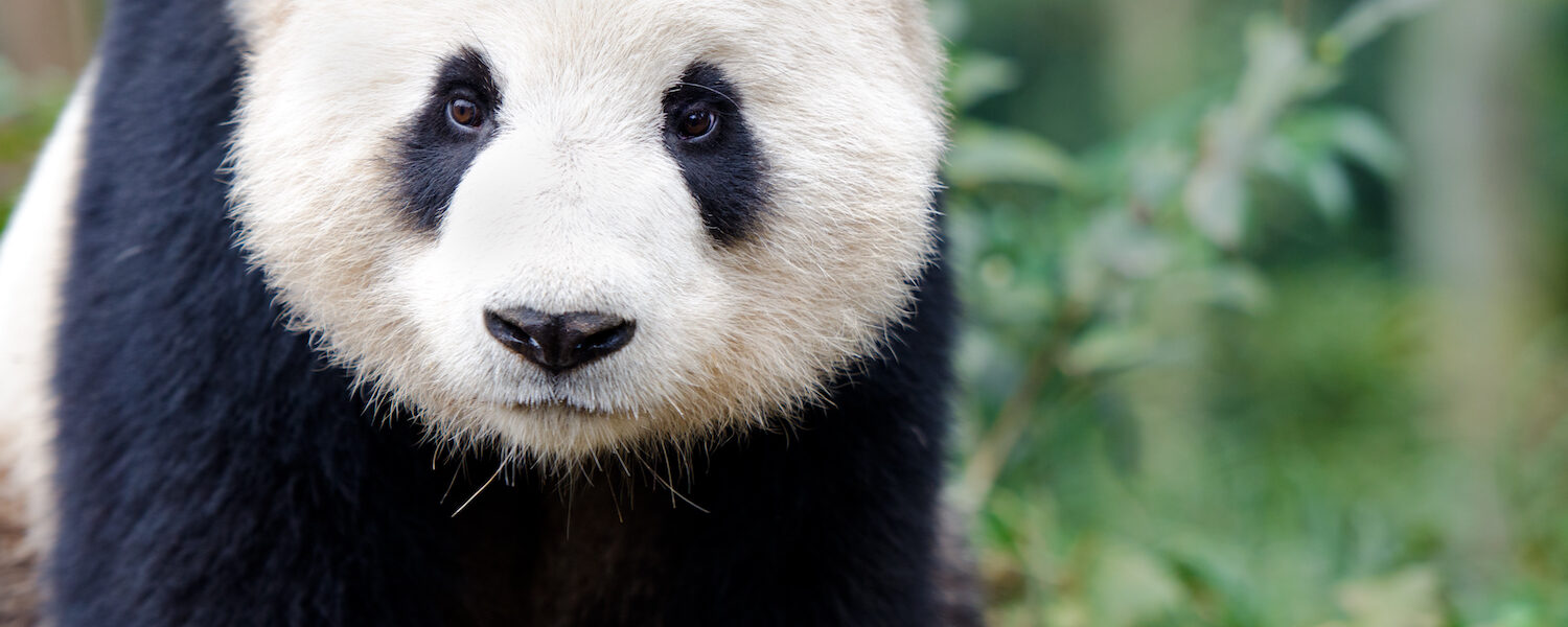 This is an image of a panda.