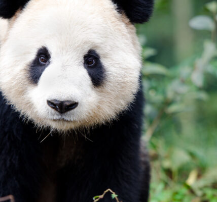 This is an image of a panda.