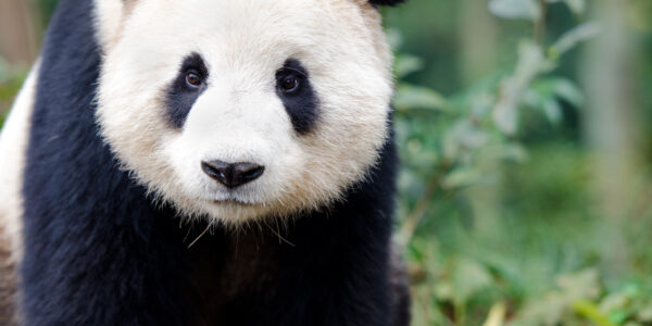 This is an image of a panda.