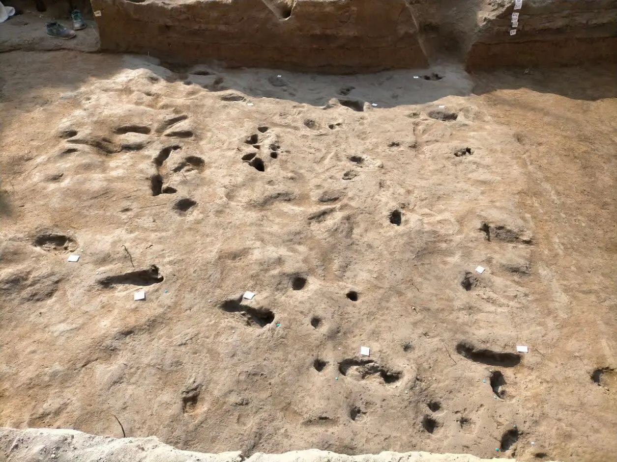 Densely packed footprints discovered in Salerno, Italy.PHOTO SOPRINTENDENZA ARCHEOLOGIA BELLE ARTI E PAESAGGIO DI SALERNO E AVELLINO