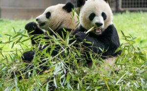 This is an image of two pandas eating bamboo.