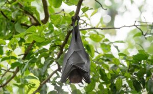 This is an image of a bat sleeping.