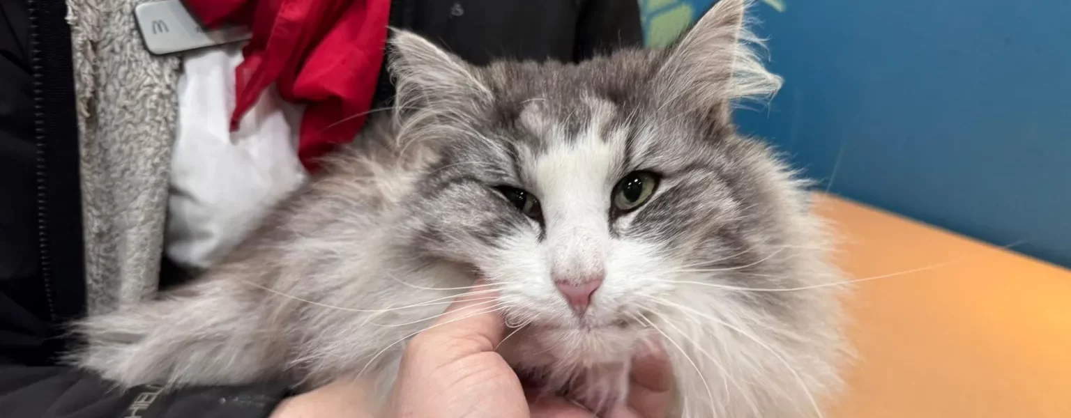 Gray, long-furred cat being held and comforted