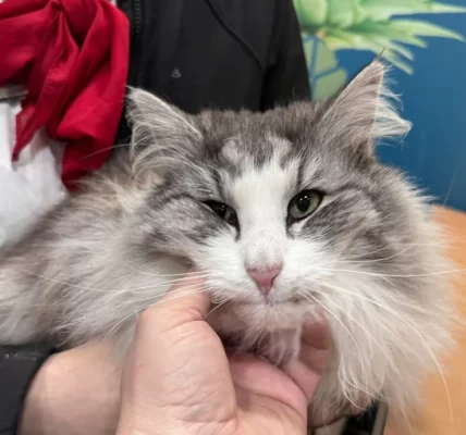 Gray, long-furred cat being held and comforted