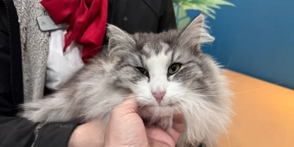 Gray, long-furred cat being held and comforted