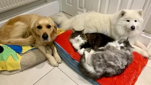 two cats and two dogs snuggling on two large dog beds