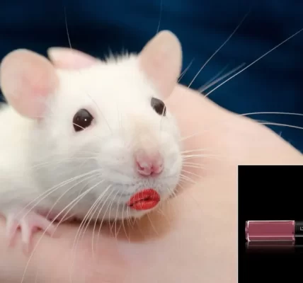 rat with that loreal lipstick