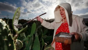 This image is of a farmer collecting cochineal insects from cacti.