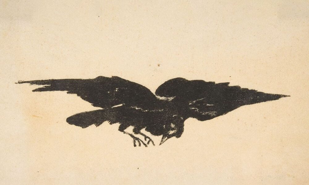 Drawing of a raven