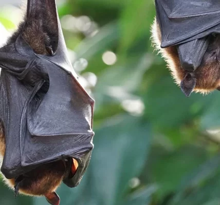 This is an image of two bats sleeping.