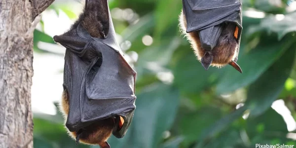 This is an image of two bats sleeping.