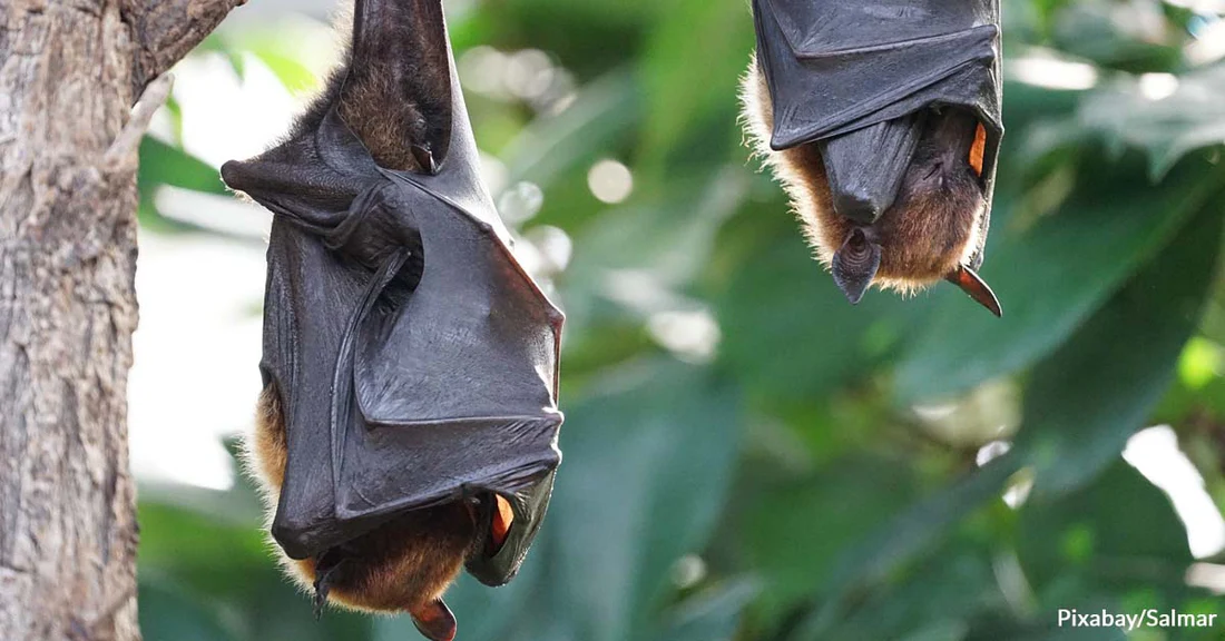 This is an image of two bats sleeping.